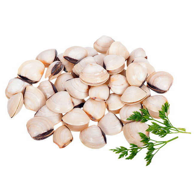 ALMEJA BLANCA ALMEJA BLANCA