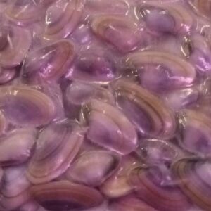 COQUINA